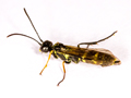 Cephus pygmeus